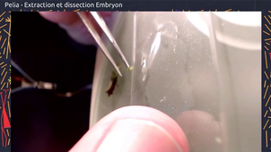 TP Bryophytes - Pelia - Prélèvement et préparation Archégones