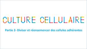 La boîte à techniques: Culture cellulaire partie 2