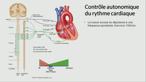 Explorer les émotions par l'activité cardiaque