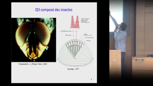 Des Abeilles aux robots et vice-versa