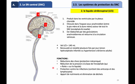 CPP_BIO2A_Cours6A_Organisation_SN_Part2