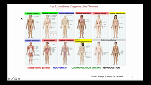 CPP_BIO2A_Cours3_Organisation corps humain