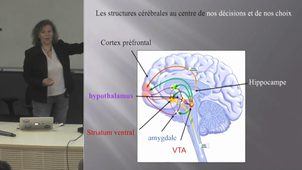 Consommation ou sobriété : comment notre cerveau nous permet de choisir ?