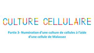 La boite à techniques : Numération d’une culture de cellules à l’aide d’une cellule de Malassez