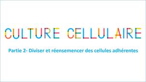 La boîte à techniques: Culture cellulaire partie 2 