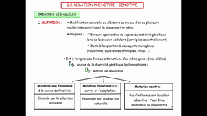 CM9_Génétique4
