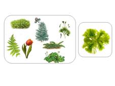 TP Ptéridophytes - Polypode : montage Stomates - Scolopendre : montage Sore