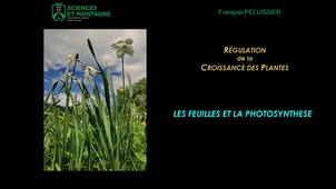 REGU301 - CM - Chapitre 5 - Feuilles & Photosynthèse
